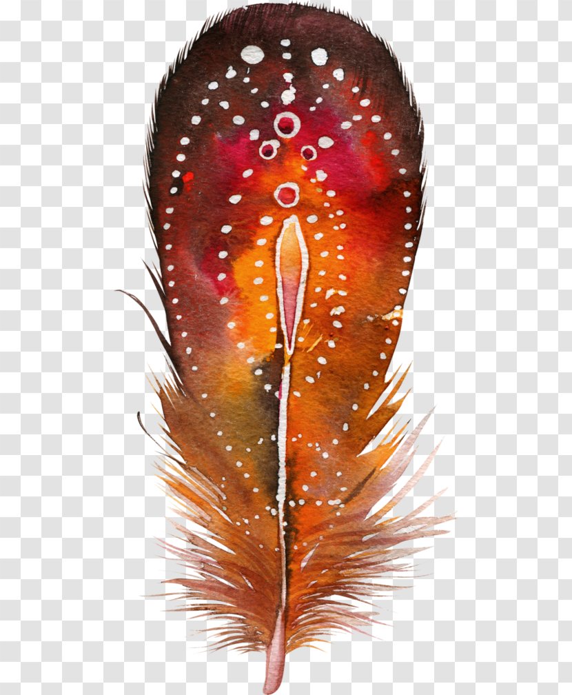 Feather Bird Color Drawing Painting Transparent PNG