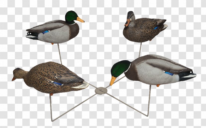 Mallard Goose Duck Beak - Feather Transparent PNG