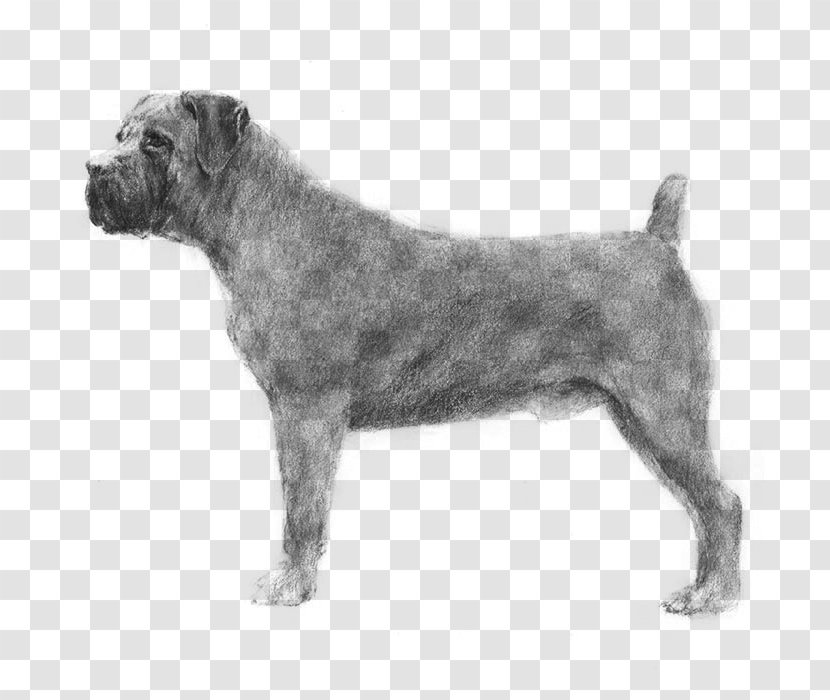 Miniature Schnauzer Standard Cesky Terrier Boerboel Entlebucher Mountain Dog Transparent PNG