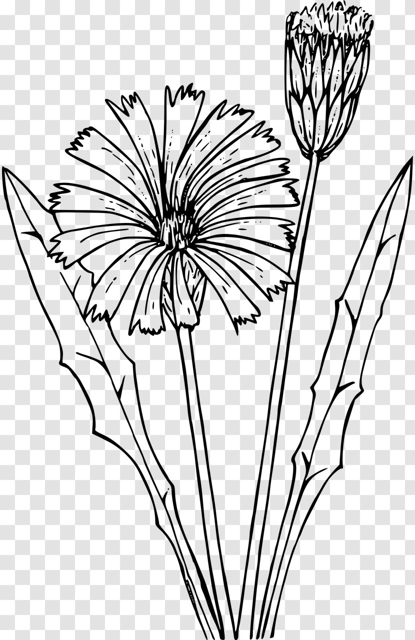 Coloring Book Dandelion Drawing Flatweed - Petal Transparent PNG