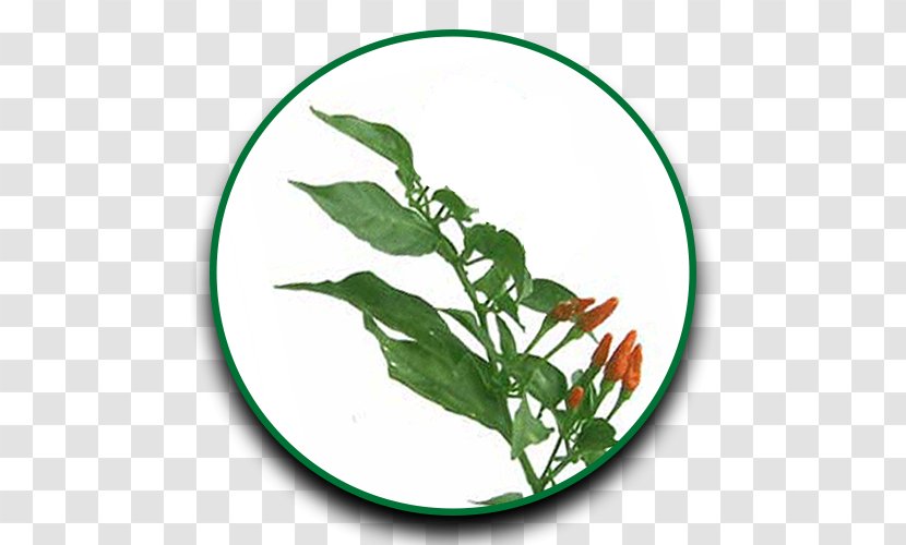 Herb Leaf Drumstick Tree Siling Labuyo Cayenne Pepper Transparent PNG