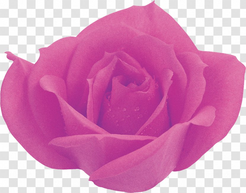 Muffin Blesk Fruitcake Garden Roses Pastry - Magenta - Lilac Rose Transparent PNG