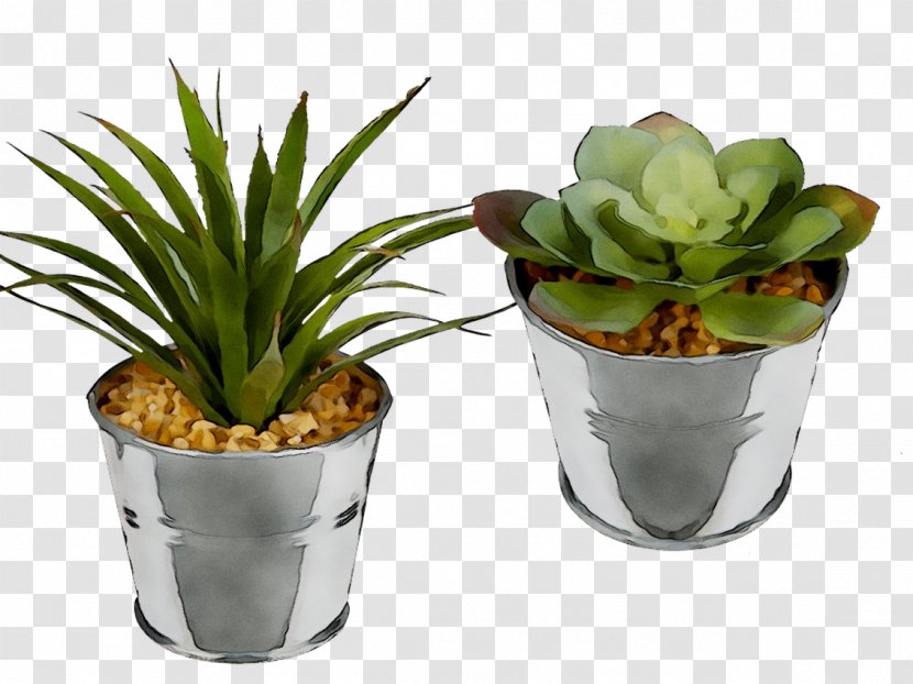 Bunnik Plants Dracaena Fragrans Houseplant INAV DBX MSCI AC WORLD SF Flowerpot - Aloes Transparent PNG