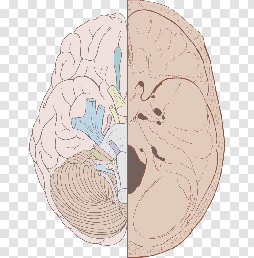 Cranial Nerves Cavity Base Of Skull Olfactory Nerve - Silhouette - Brain Transparent PNG