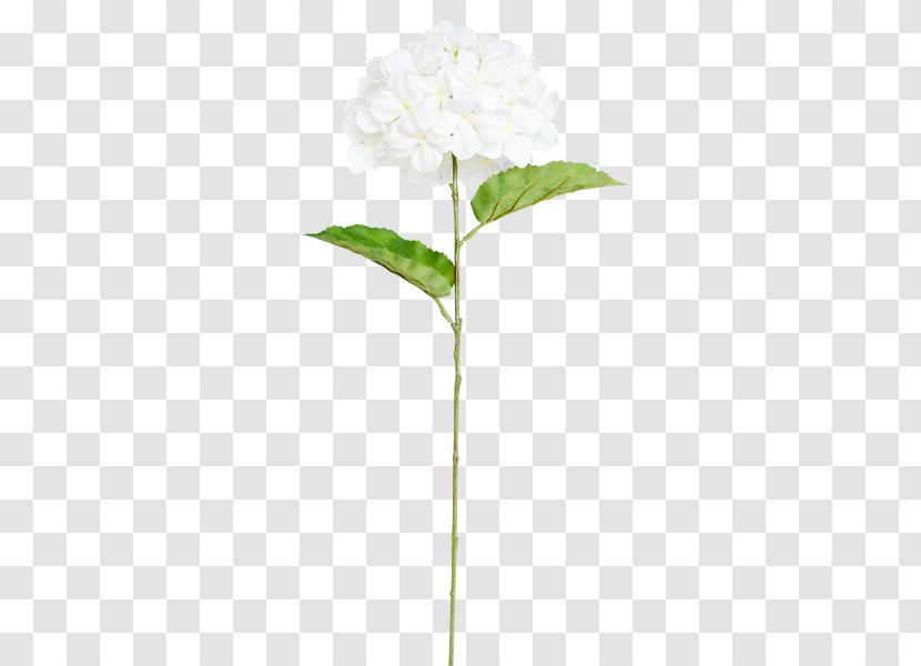 Cut Flowers Plant Stem Leaf Branch - Flower - Hydrangea Transparent PNG