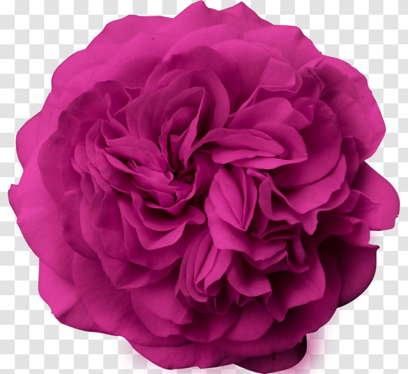 Garden Roses Flower Bouquet Peony Cut Flowers - Moscow Transparent PNG