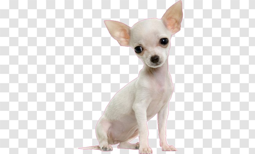 Great Dane Poodle Chihuahua Puppy Cat Food - Dog Grooming Transparent PNG