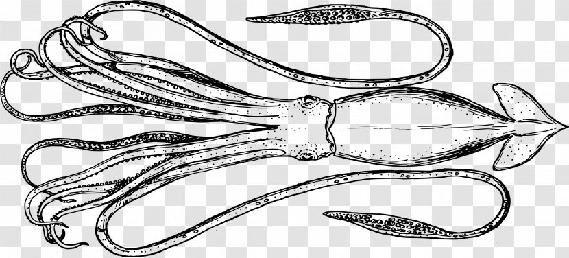 Cephalopod Squid Line Art Clip - Public Domain Transparent PNG