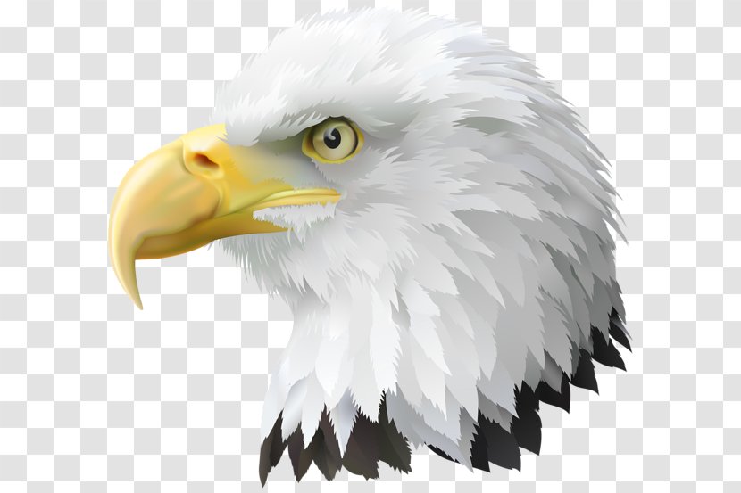 United States Bald Eagle Clip Art - Feather Transparent PNG