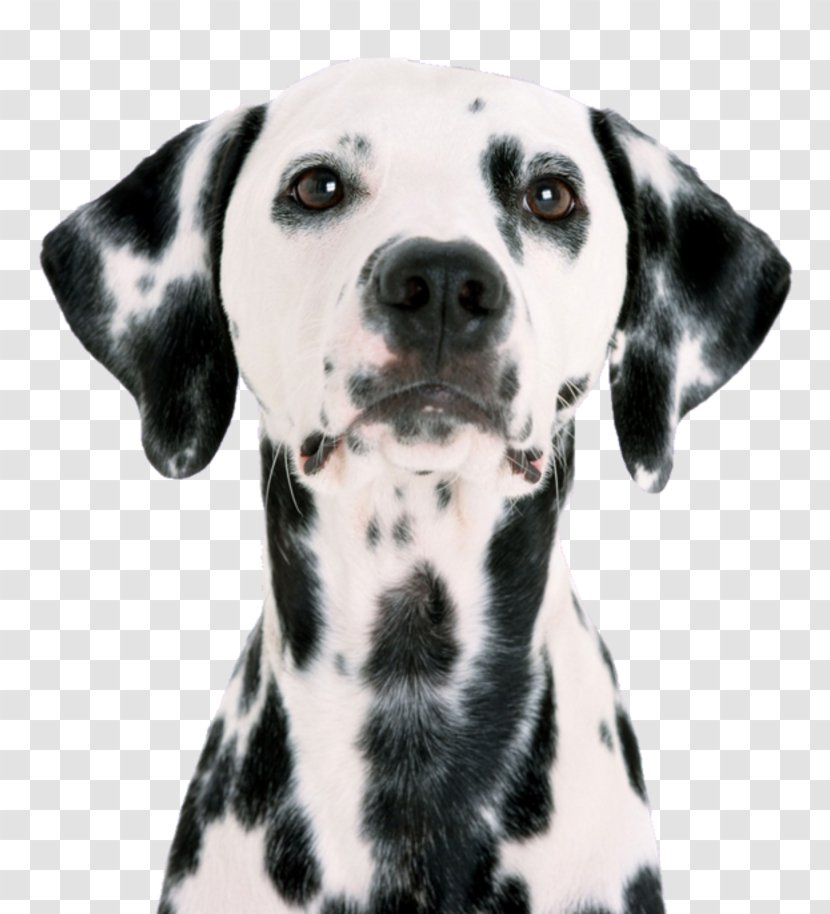 Dalmatian Dog Pet Sitting Puppy Pug Transparent PNG