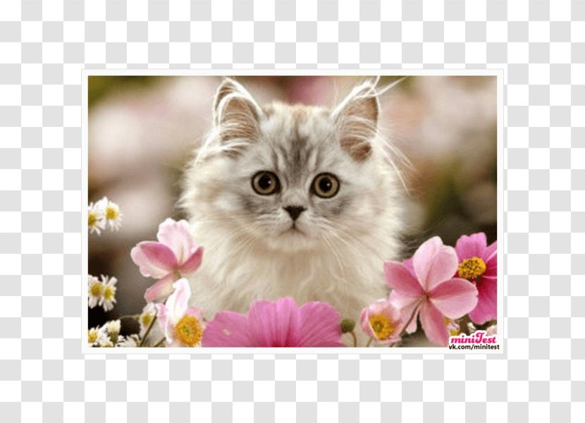 Kitten Persian Cat Birman Felidae Cuteness - Paw Transparent PNG