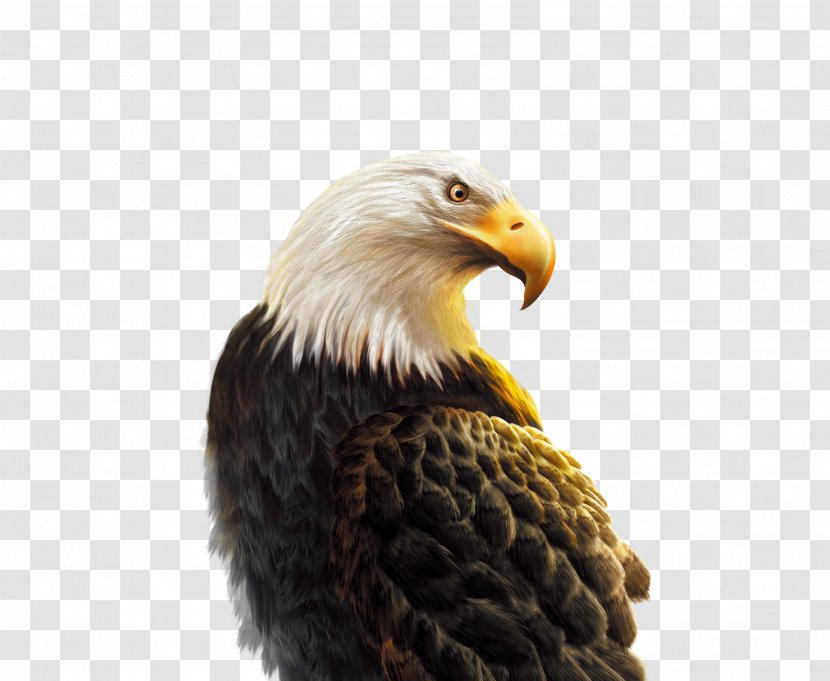 Android Eagle Hawk Computer File - Texture Transparent PNG