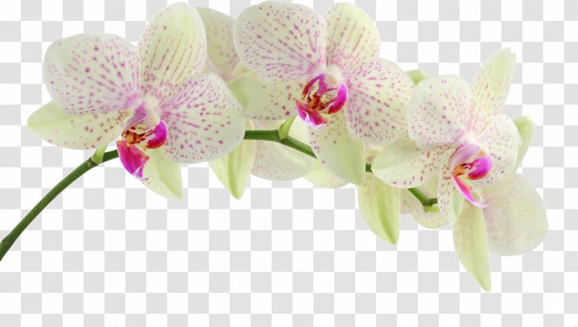 Dendrobium Orchids Flower Clip Art - Purple Orchid Transparent PNG