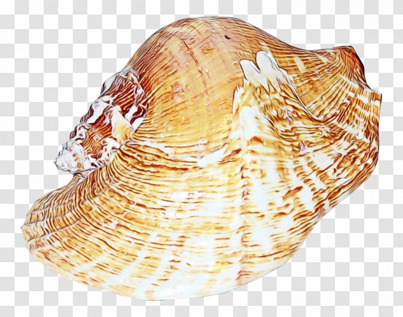 Snail Cartoon - Conchology - Clam Sea Transparent PNG