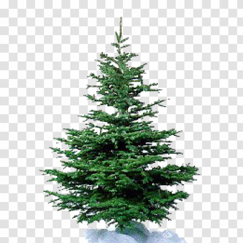 Nordmann Fir Artificial Christmas Tree Pine - Stock Photography - Kale Transparent PNG