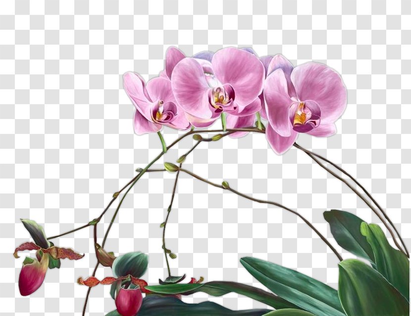 Moth Orchids Cut Flowers Floral Design Plant Stem - Purple - Flower Transparent PNG