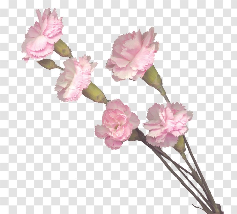 Carnation Cut Flowers Pink - Family - Flower Transparent PNG