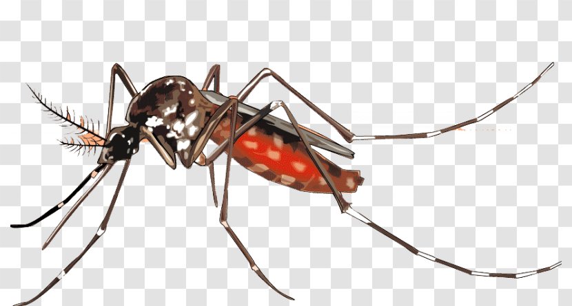 Yellow Fever Mosquito Dengue Control Vector - Invertebrate Transparent PNG