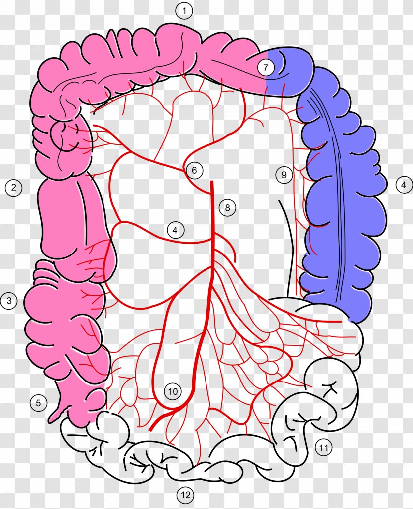 Large Intestine Superior Mesenteric Artery Sigmoid Colon Middle Colic - Tree - Blood Transparent PNG