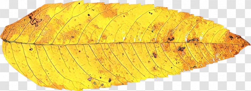 Autumn Plant - Pathology Transparent PNG