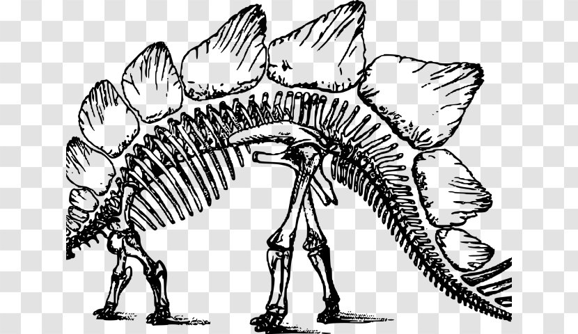 Dinosaur - Human Skeleton - Drawing Coloring Book Transparent PNG