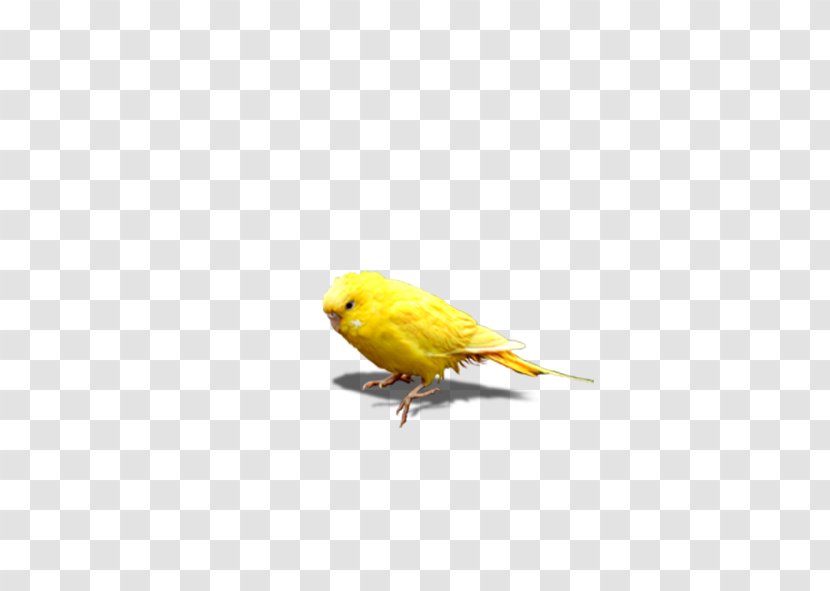 Chicken Icon - Chick Transparent PNG
