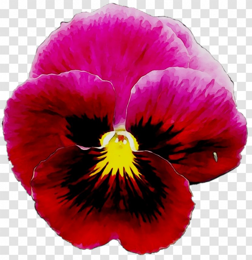 Pansy Annual Plant Magenta Plants - Perennial - Flower Transparent PNG