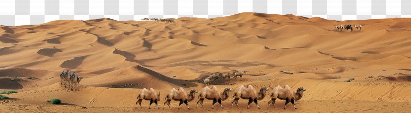 Camel Great Sandy Desert Erg - Grass Family - Team Sand Transparent PNG