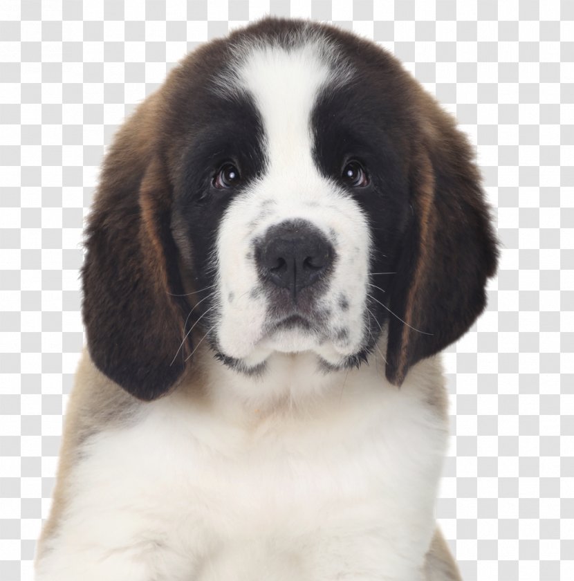 German Pinscher Miniature Puppy St. Bernard Bulldog - Dobermann - Droopy Dog Transparent PNG