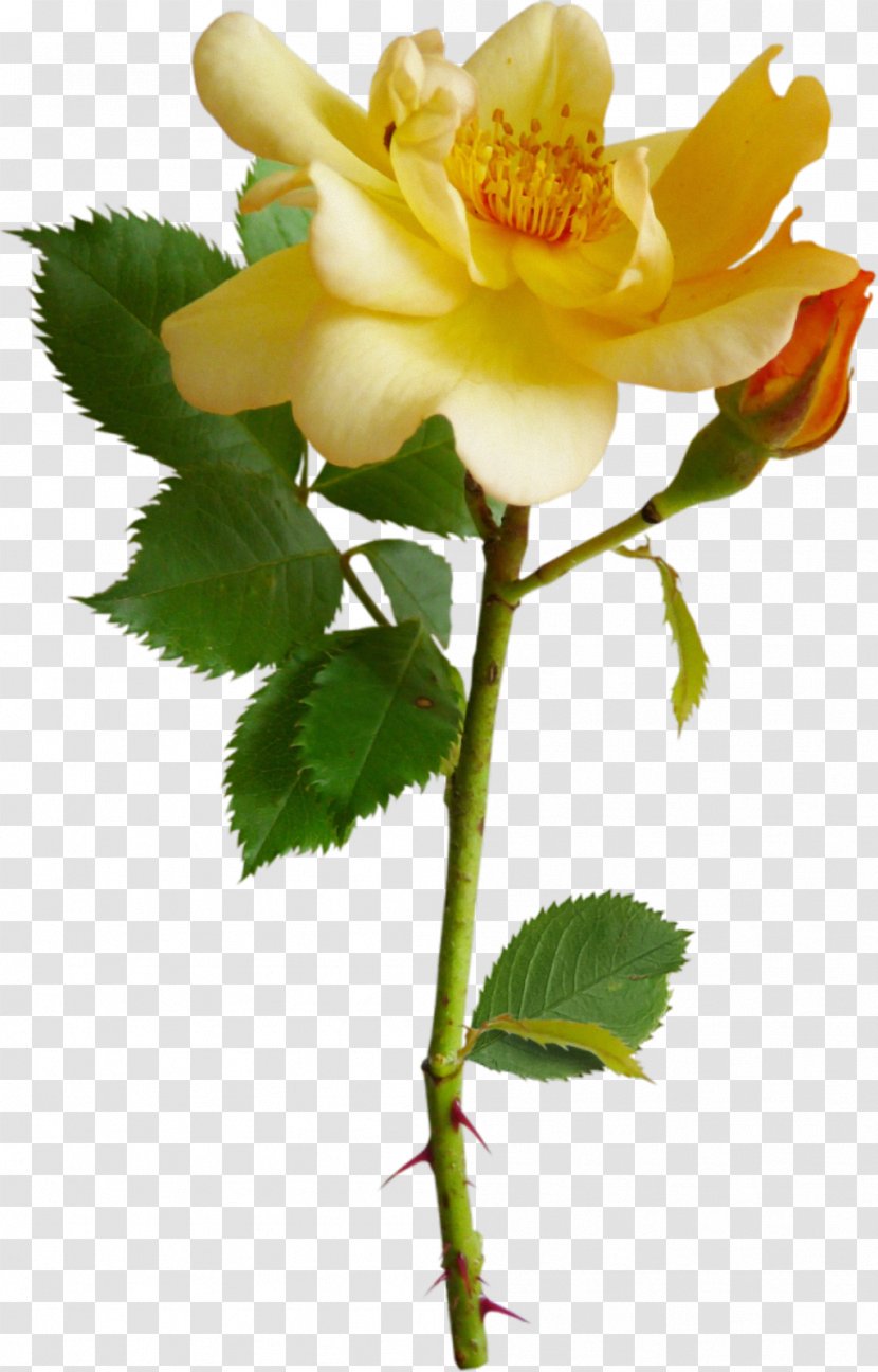 Garden Roses Rosa Chinensis Flower Clip Art - Petal - White Rose Transparent PNG