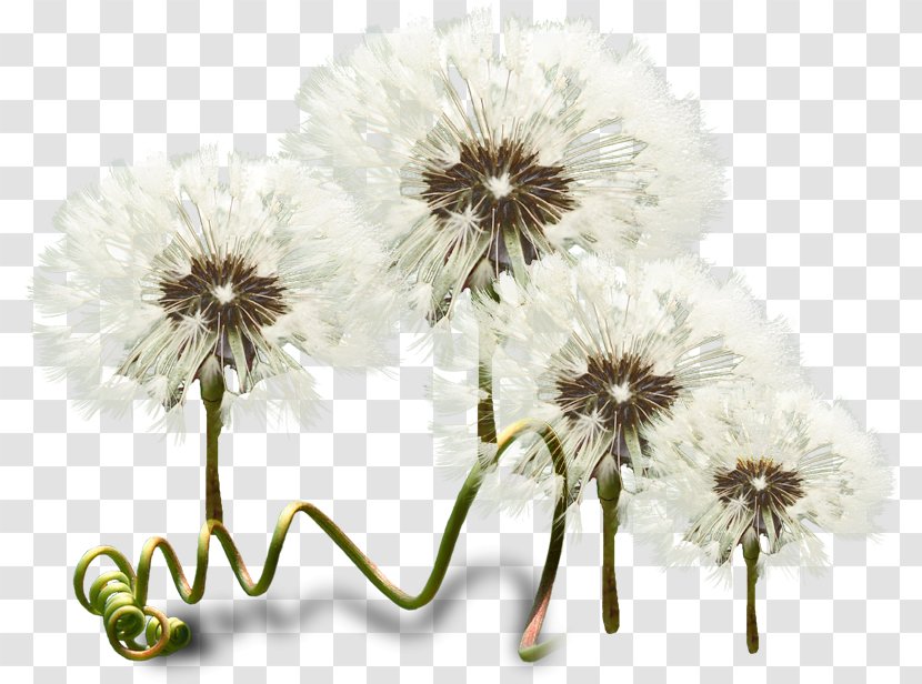 Flower Blog Clip Art Transparent PNG