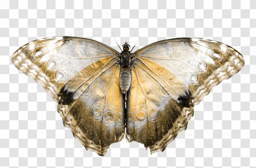 Butterfly - Bombycidae - Colias Hyale Transparent PNG