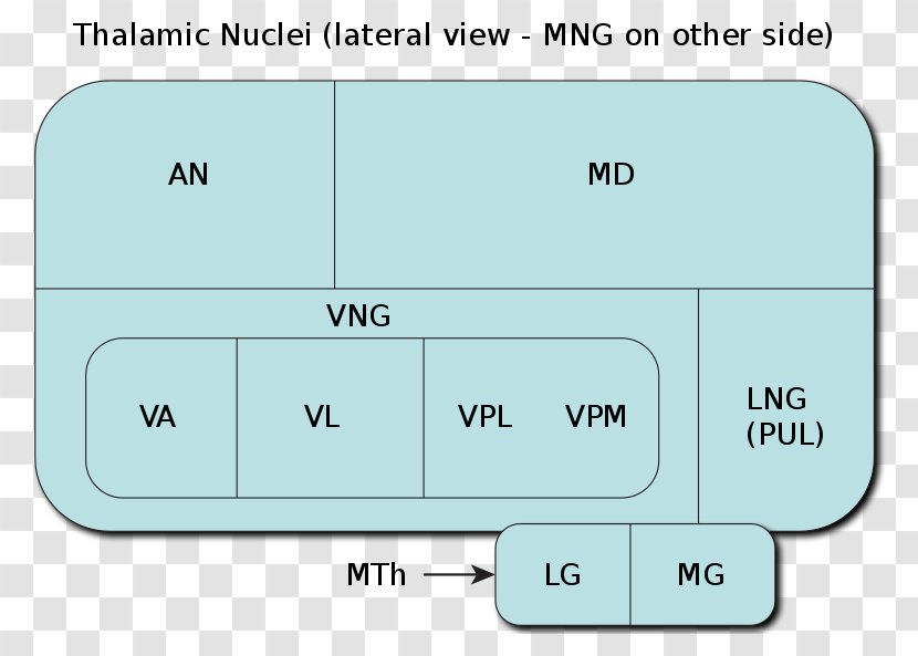 Anterior Nuclei Of Thalamus Ventral Posterior Nucleus Posterolateral - Brain Transparent PNG