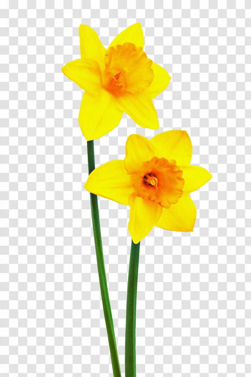 Flower Yellow Petal Narcissus Plant - Cut Flowers Stem Transparent PNG