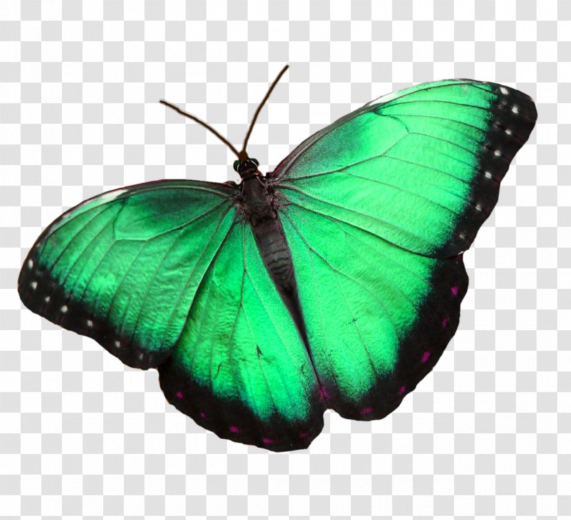 Niagara Parks Butterfly Conservatory Monarch House Moth - Gossamerwinged Butterflies Transparent PNG