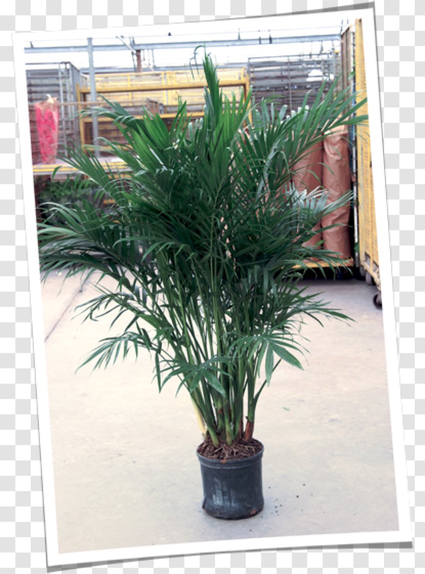 Date Palm Flowerpot Houseplant Herb Shrub - Trees Transparent PNG