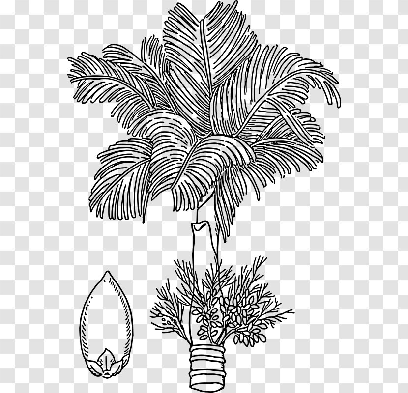 Areca Palm Nut Arecaceae Drawing - Catechu Transparent PNG