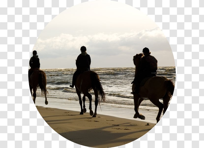 Chania Horse Heraklion Hersonissos Equestrian - Beach - Riding Transparent PNG