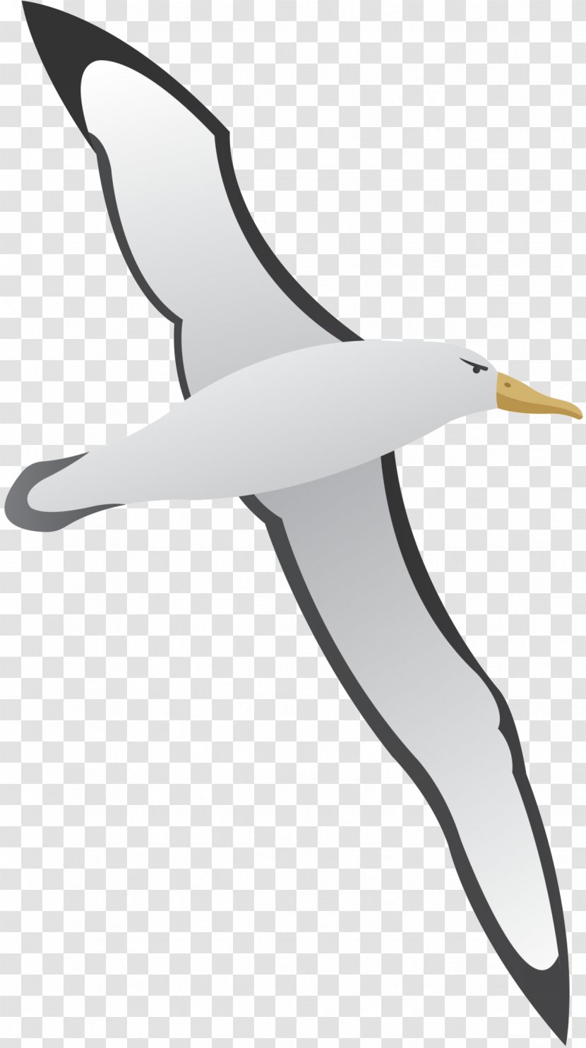 Gulls Clip Art Gannets Beak Product Design - Albatross - Mammal Transparent PNG