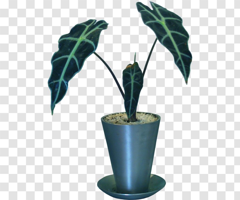 Flowerpot Bonsai Vecteur - Plant - Stem Transparent PNG