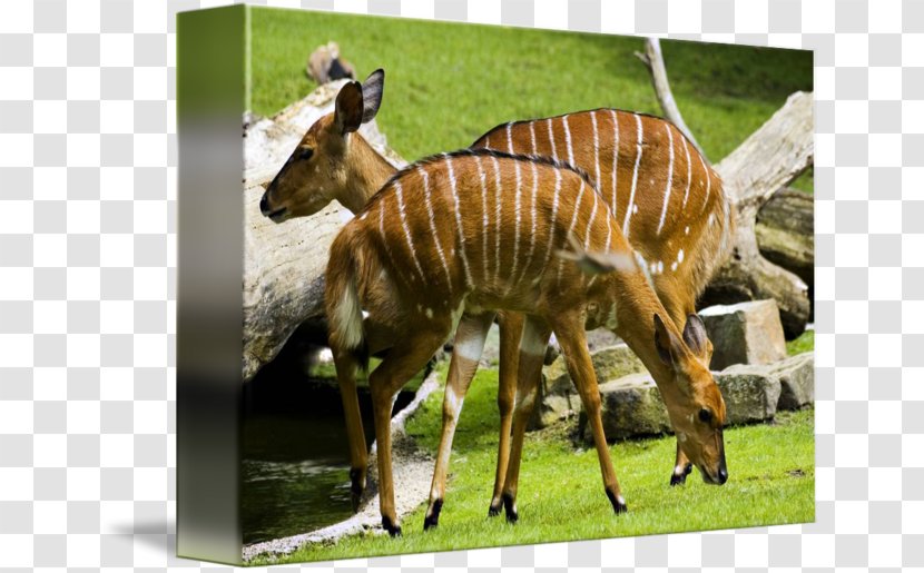 Berlin Zoological Garden Greater Kudu Deer Animal - Watercolor Transparent PNG
