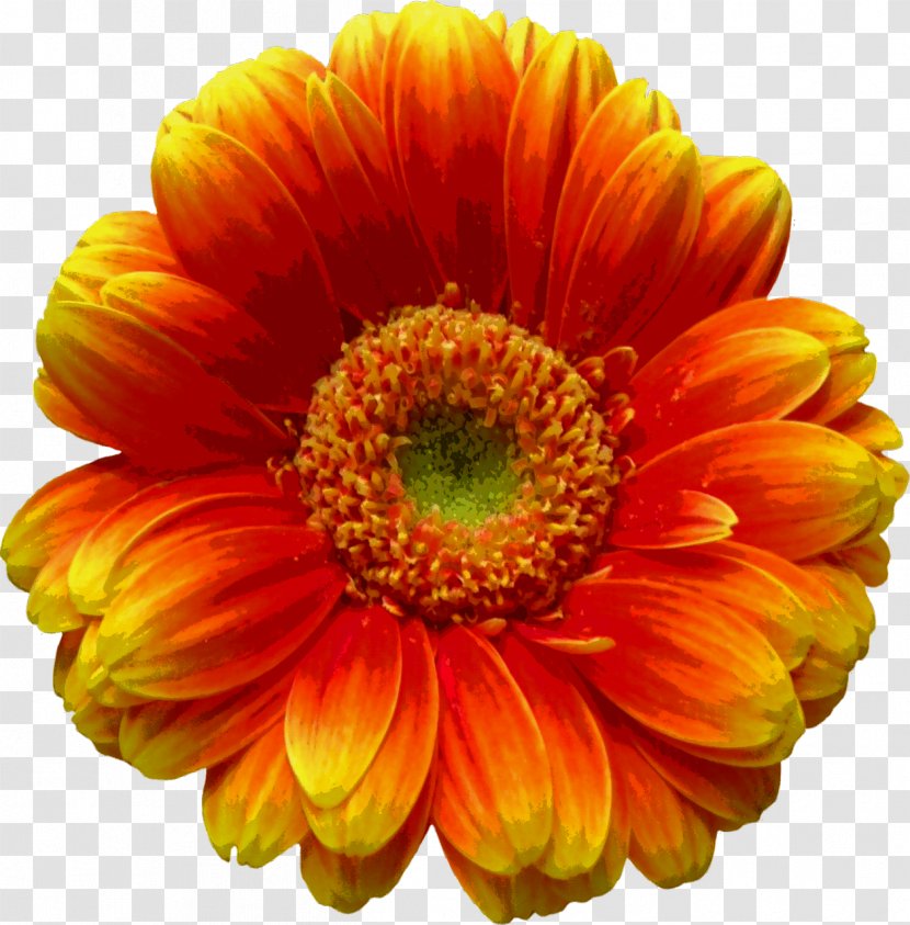 Transvaal Daisy Clip Art - Flower - Blossoms Transparent PNG