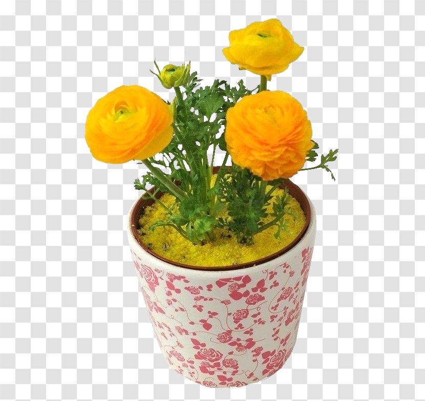 Yellow Moutan Peony - Flower Arranging - Bonsai Transparent PNG