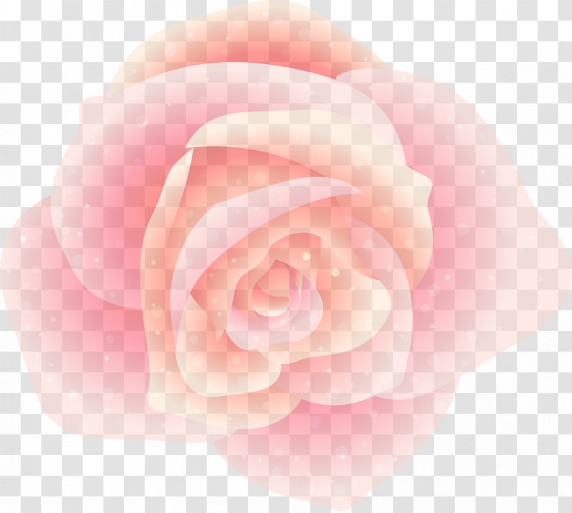 Garden Roses - Pink - Rose Order Floribunda Transparent PNG