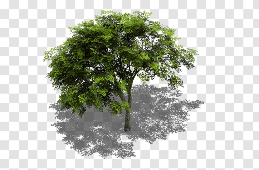 Tree Sprite Isometric Graphics In Video Games And Pixel Art Projection GameMaker: Studio - Plant - Trees Transparent PNG