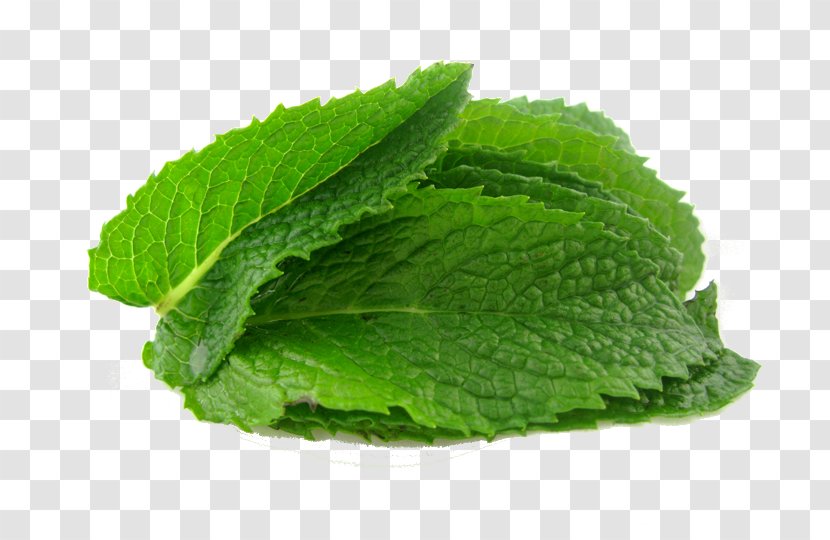 Peppermint Mentha Spicata Water Mint Herb Flavor - Spearmint Transparent PNG