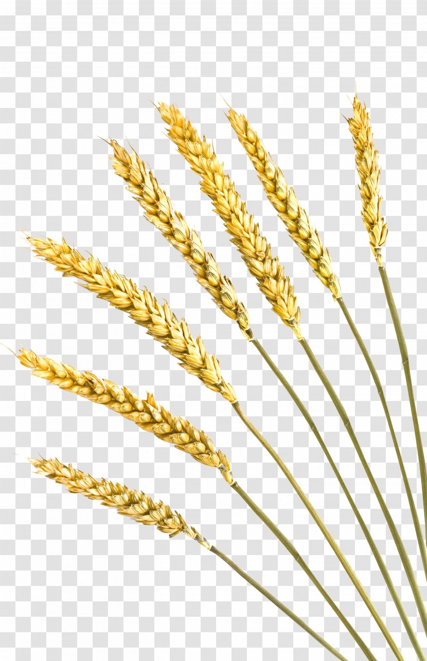 Einkorn Wheat Rye Bread Cereal Barley Crop - Grauds Transparent PNG