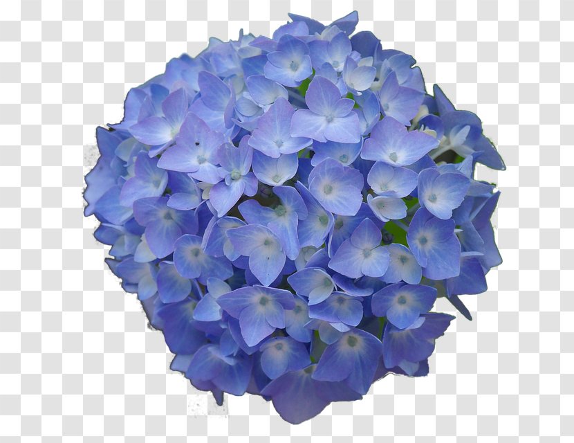 French Hydrangea Flower Garden Blue Desktop Wallpaper - Plant Transparent PNG