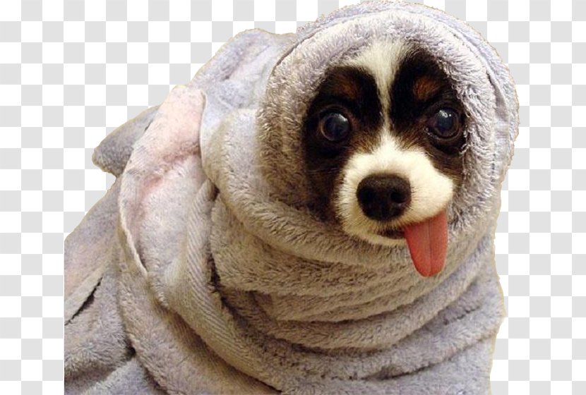 Towel Dachshund Komondor Puppy Hot Dog - Snout Transparent PNG