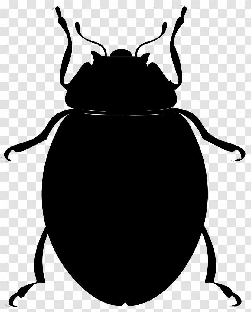 Ladybird Beetle Clip Art Vector Graphics Image - Insect Transparent PNG